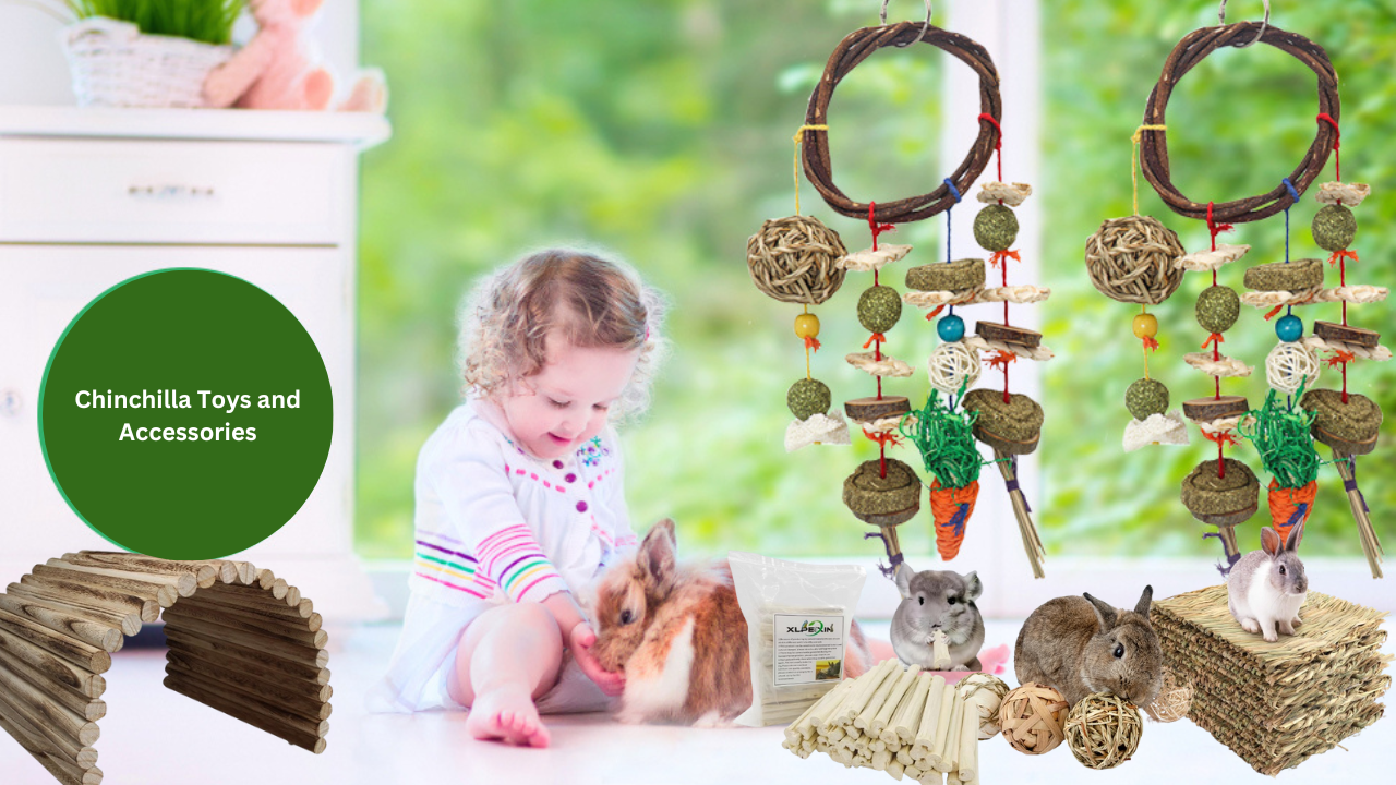 Chinchilla Toys and Accessories
